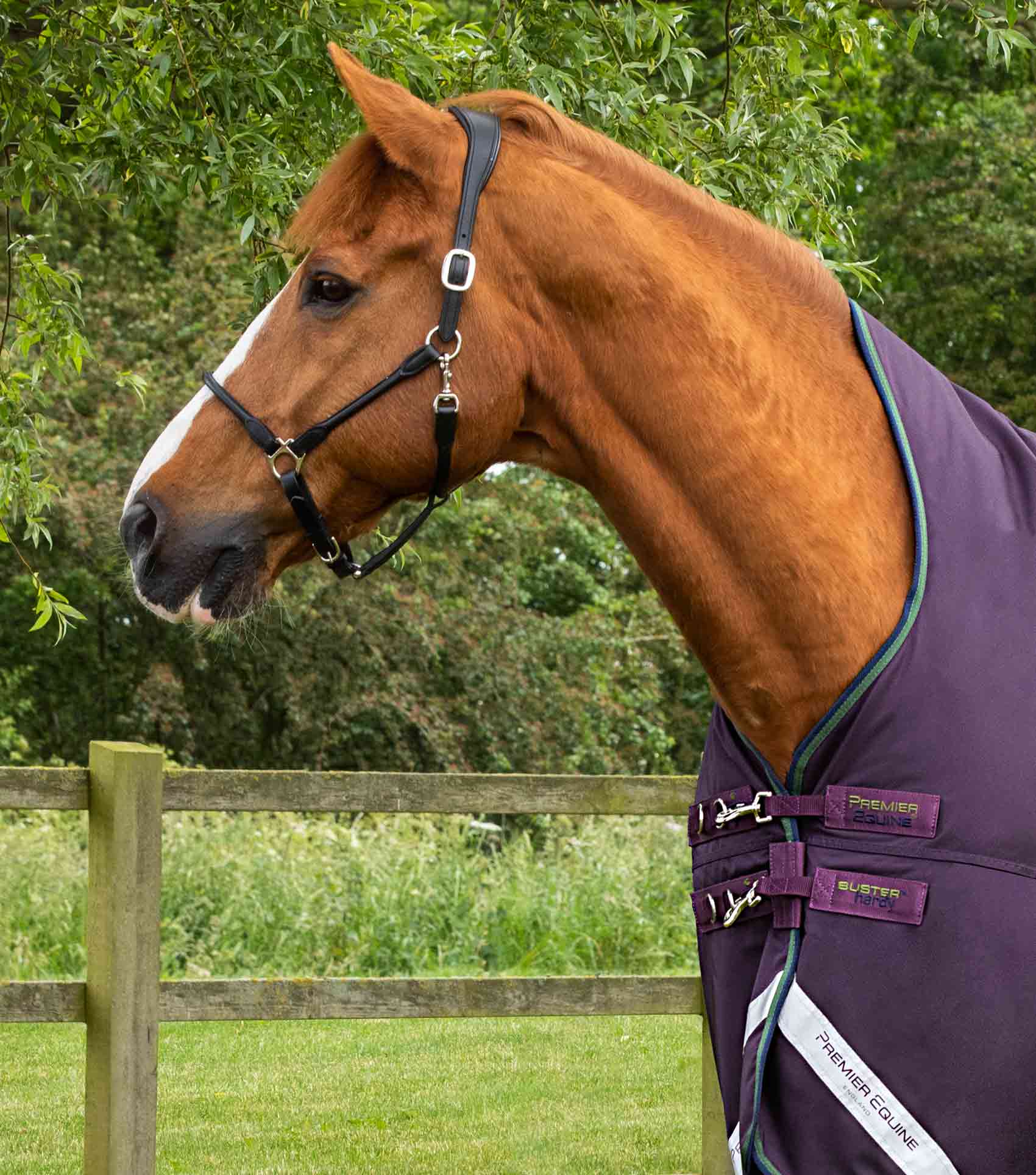 Buster Hardy 100g Half Neck Turnout Rug Purple - Image 2