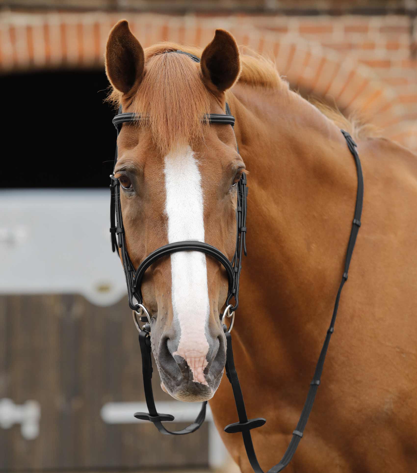 Caloveto Web Reins Black - Image 2