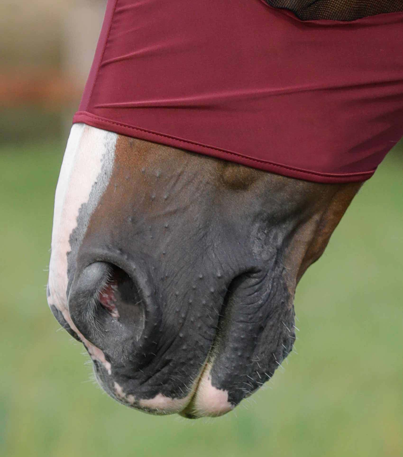 Comfort Tech Lycra Fly Mask Wine - Image 4