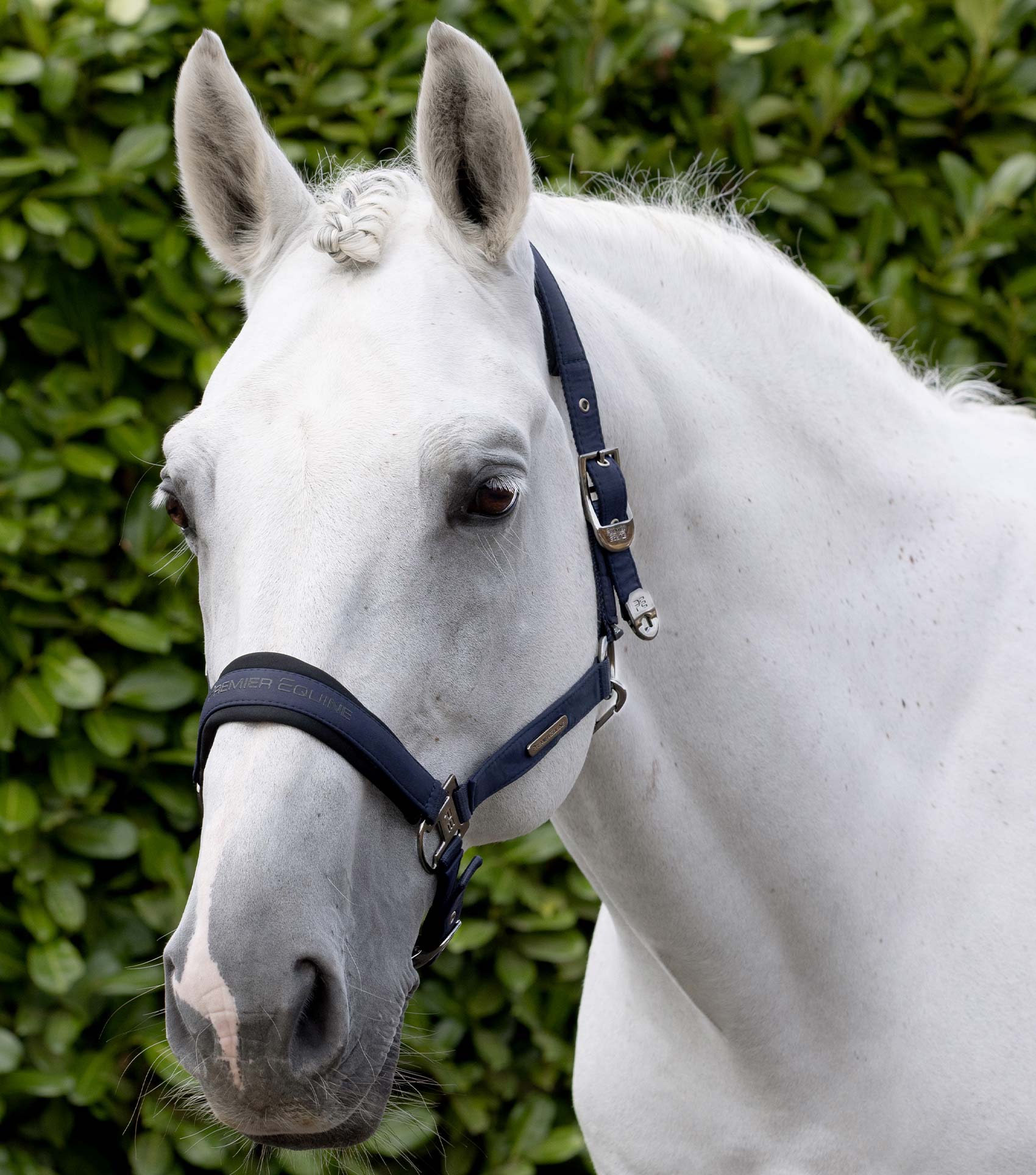 Duco Padded Head Collar with Lead Rope Navy