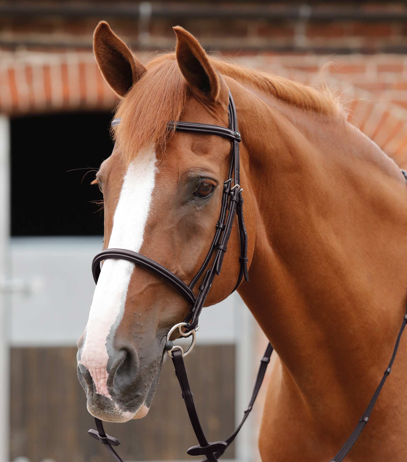 END OF LINE - Mossimo Cavesson Bridle - Image 7