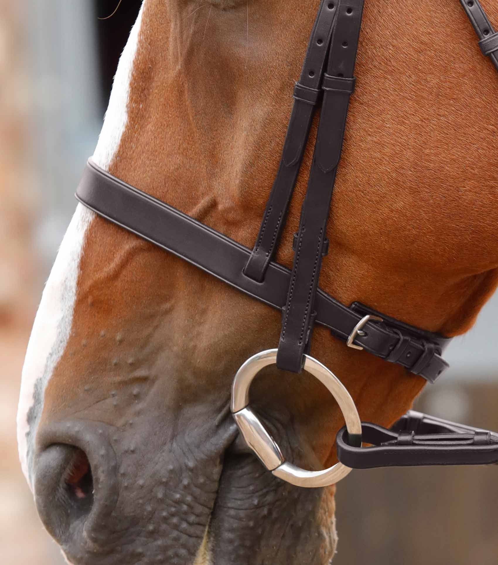 END OF LINE - Primo Hunter Bridle - Image 8