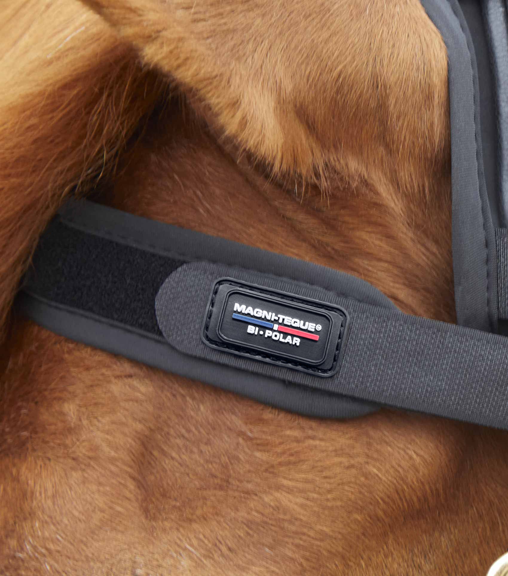 Magni-Teque Magnetic Browband - Image 4