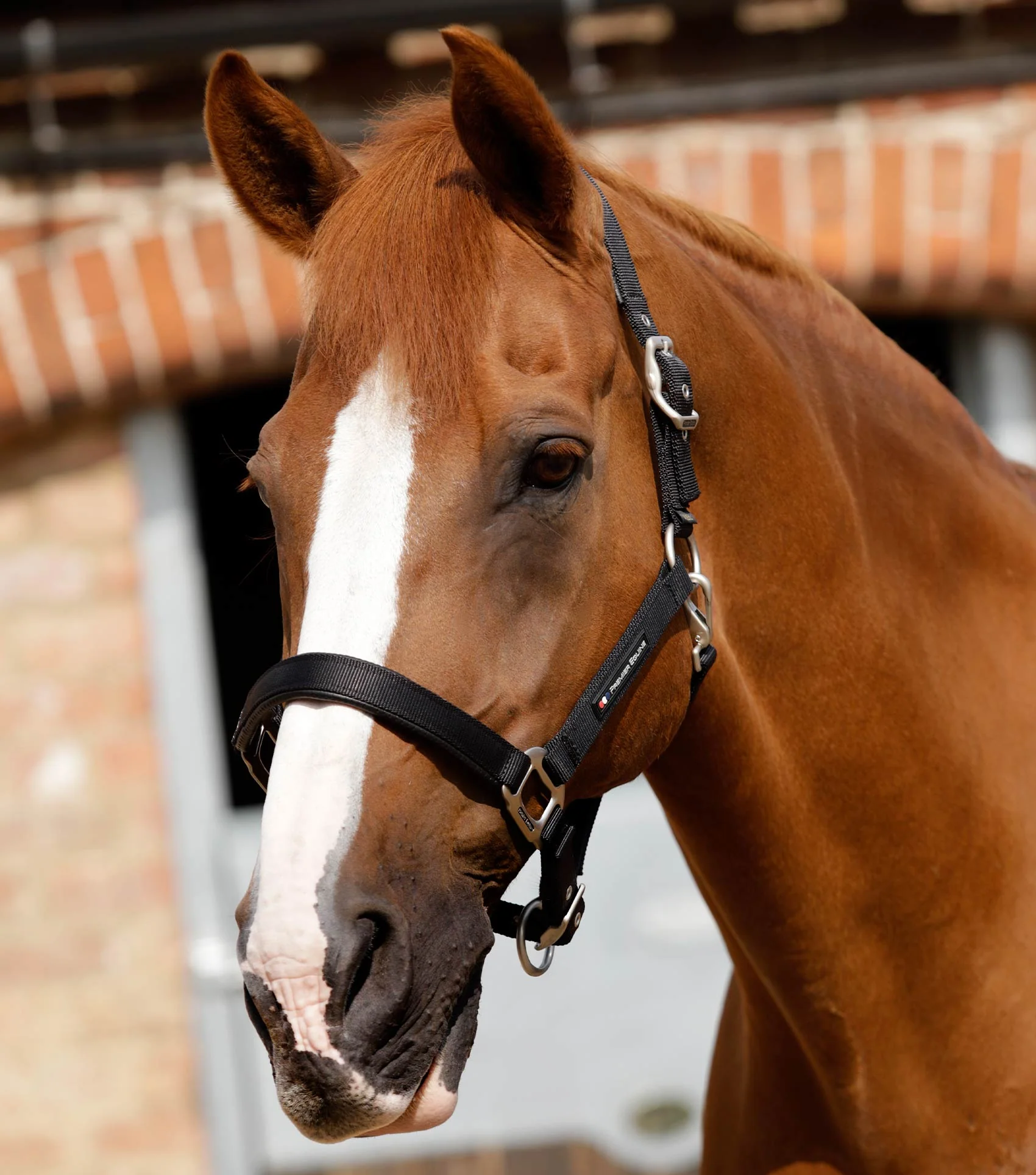 NQP-Plain Padded Horse Head Collar Black - Image 7