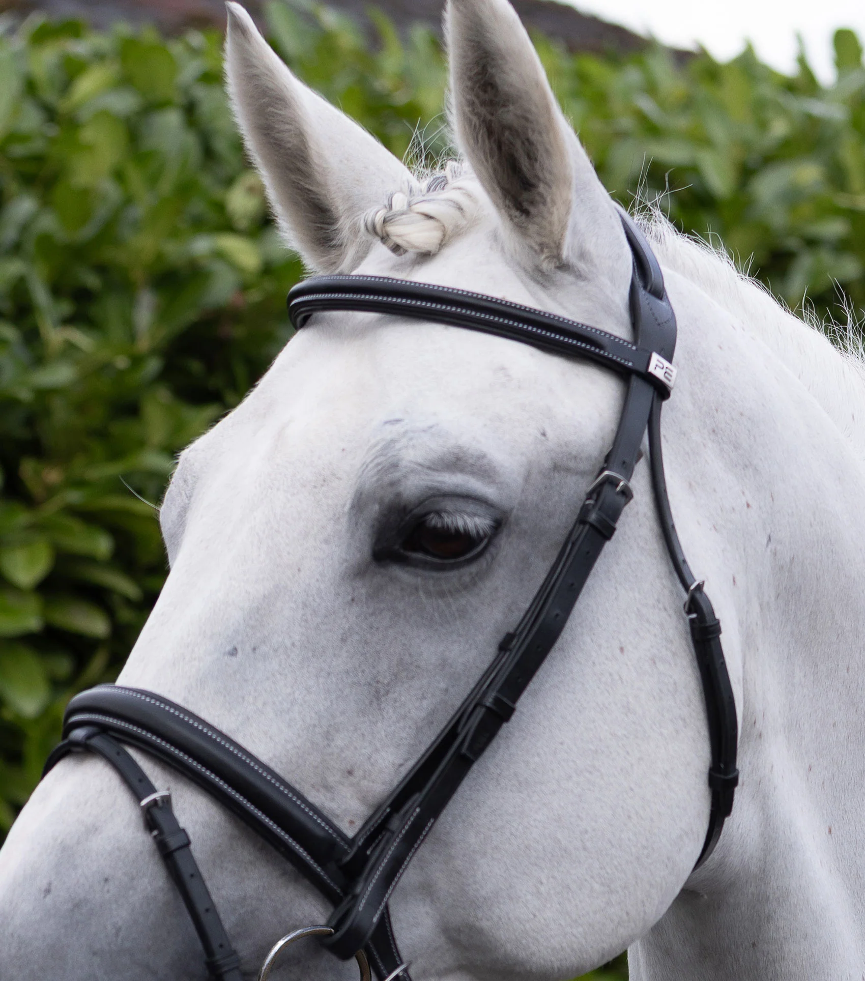 Padded Browband For Pro Elevator Bridle Black - Image 6