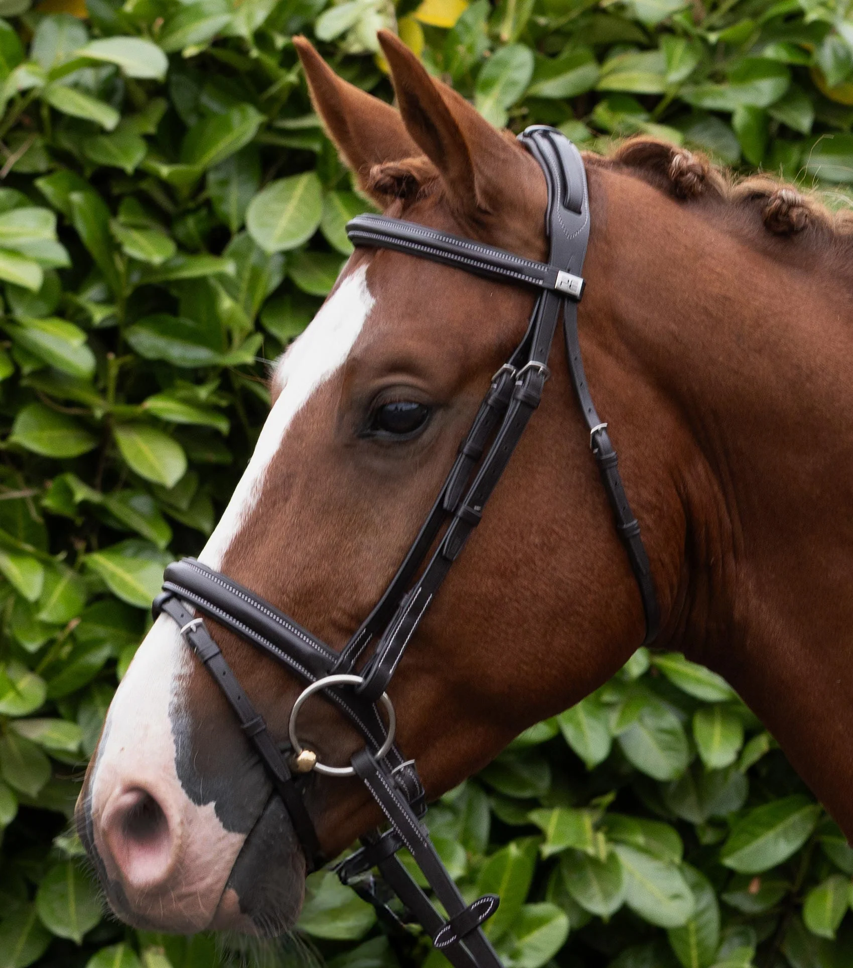 Padded Browband For Pro Elevator Bridle Dark Havana - Image 2