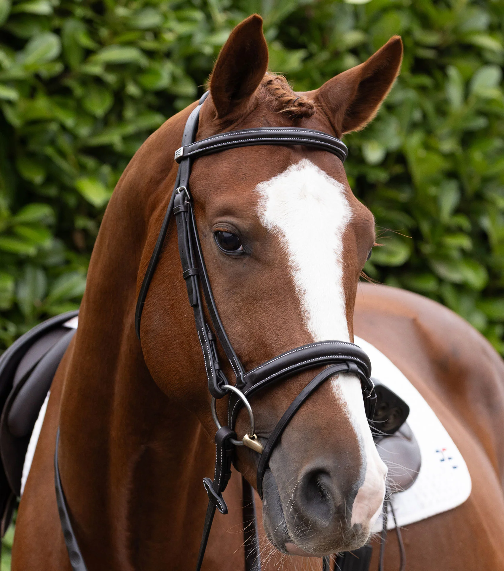 Padded Browband For Pro Elevator Bridle Dark Havana - Image 6