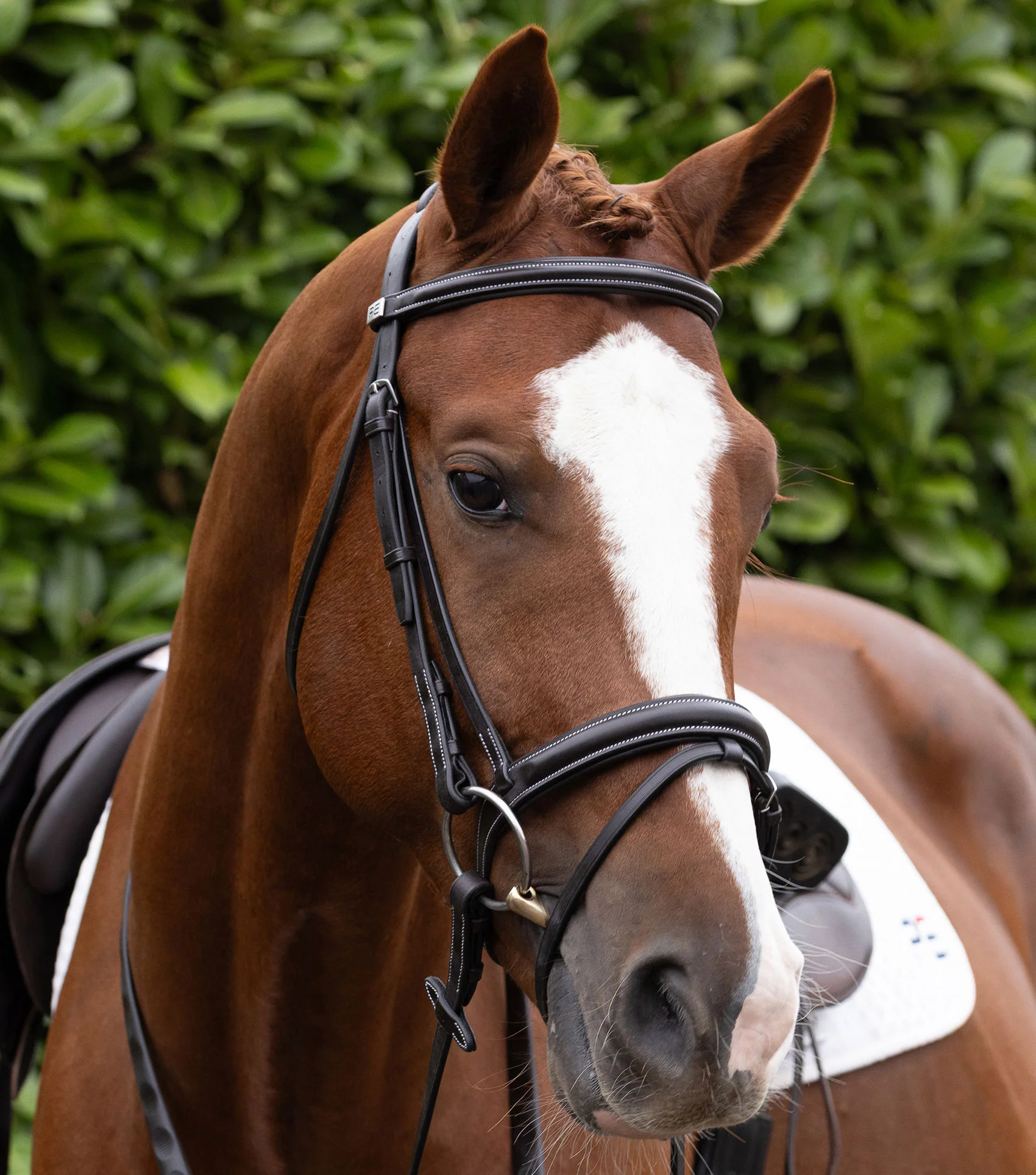 Padded Noseband for Pro Elevator Bridle Dark Havana - Image 2