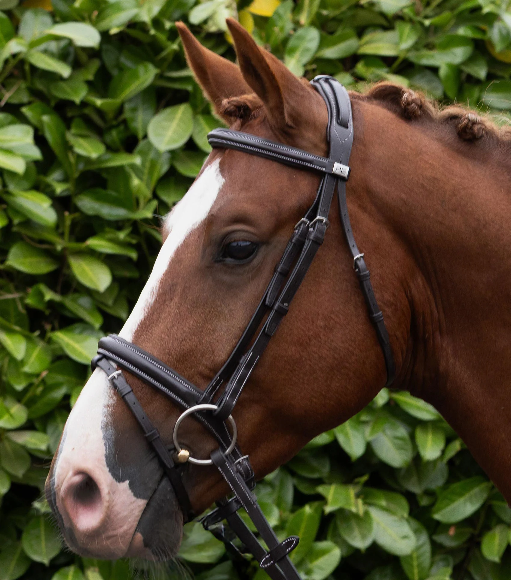 Padded Noseband for Pro Elevator Bridle Dark Havana - Image 6