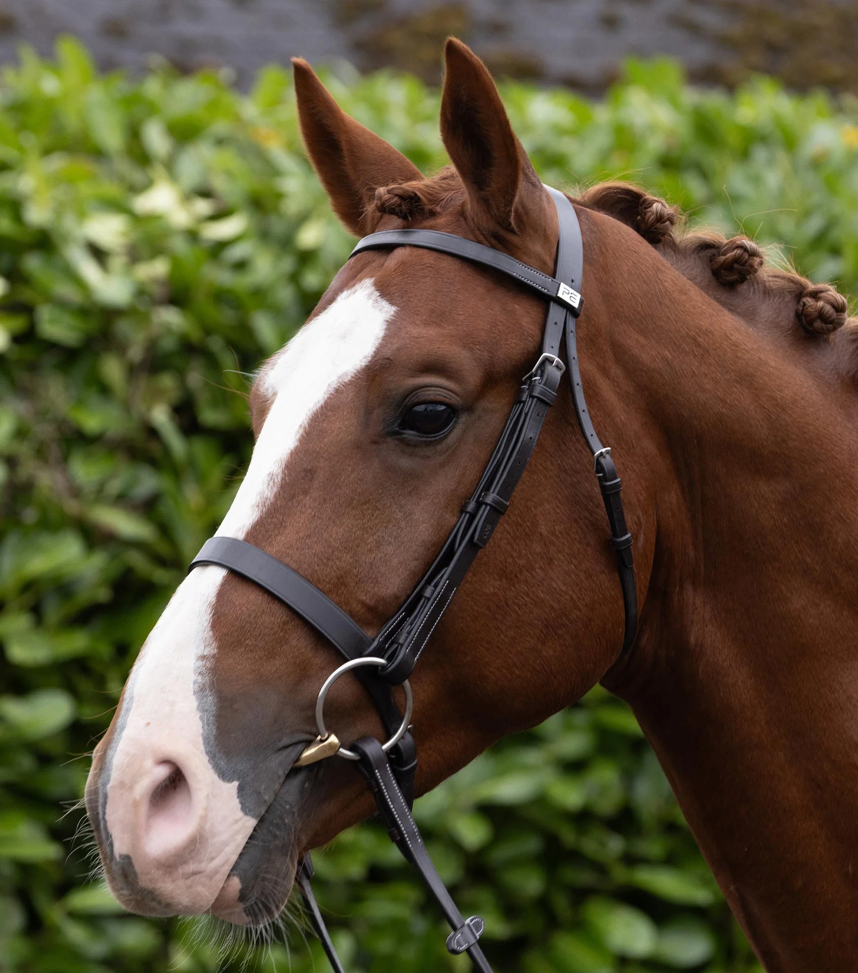 Plain Browband for Hunter Bridle Dark Havana - Image 2