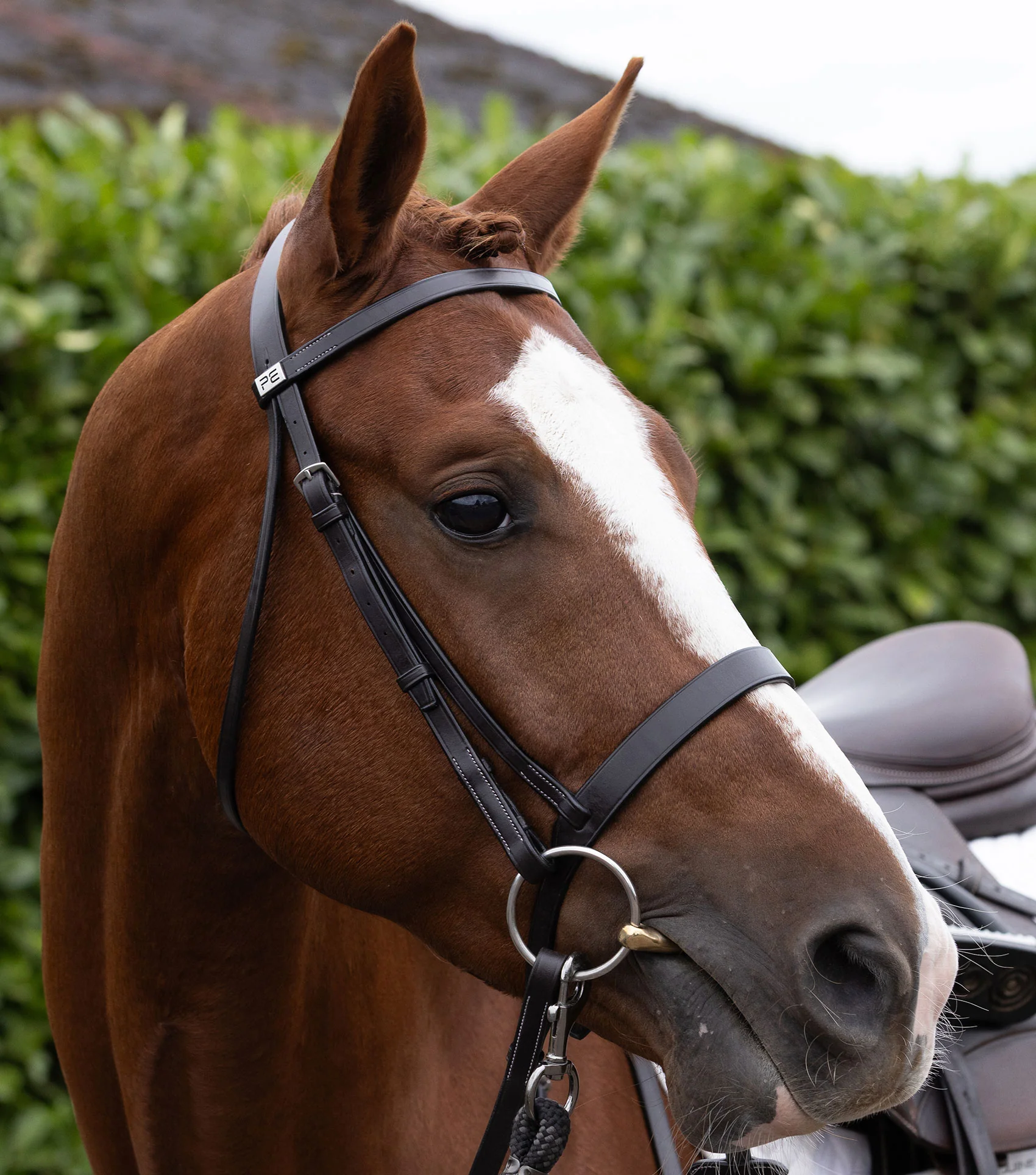 Plain Browband for Hunter Bridle Dark Havana - Image 6
