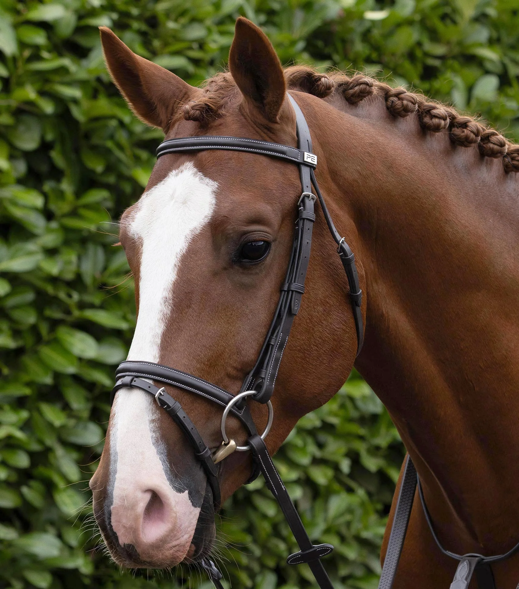 Raised Browband for Raised Jump Bridle Dark Havana - Image 2