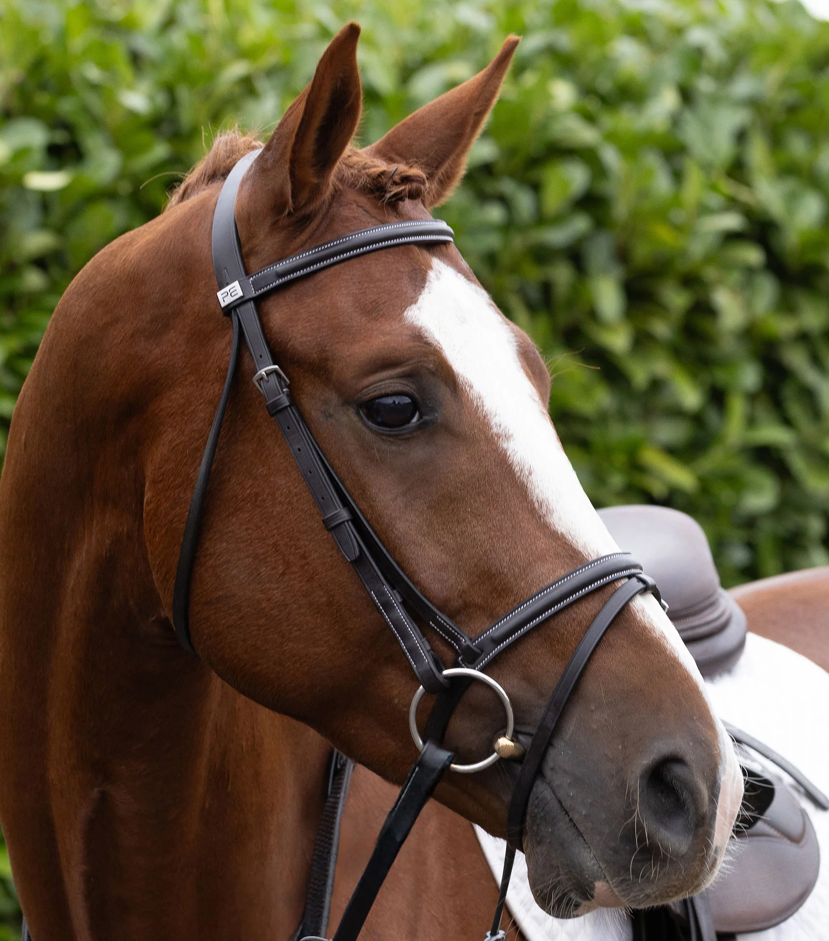 Raised Browband for Raised Jump Bridle Dark Havana - Image 6