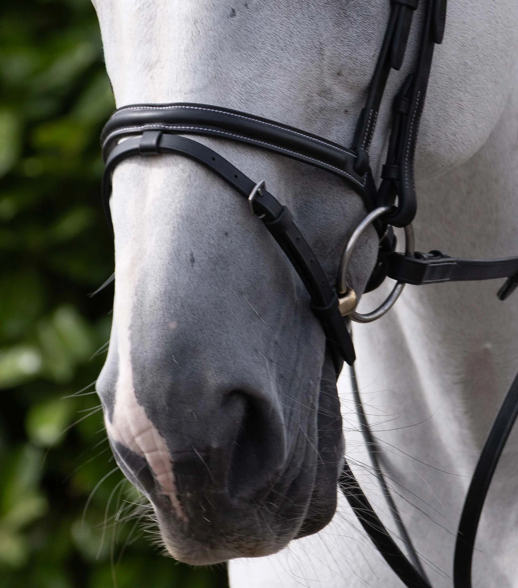 Raised Jumping Noseband Black - Image 2