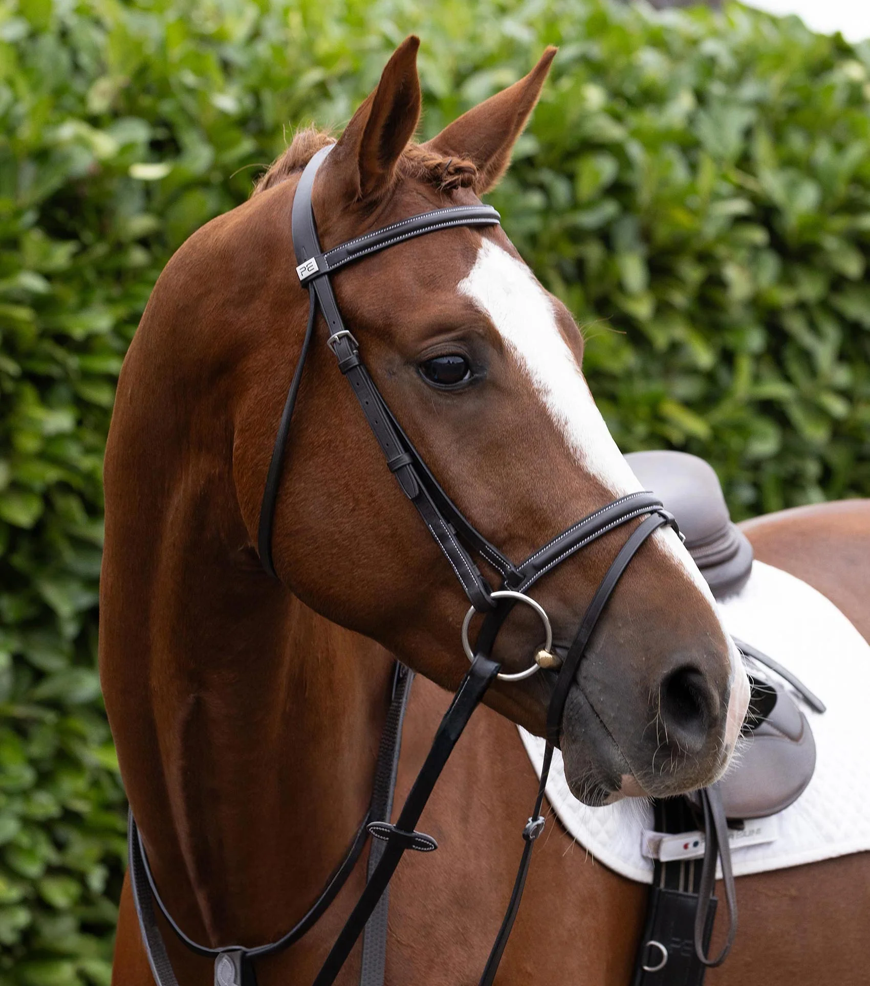 Raised Jumping Noseband Dark Havana - Image 6