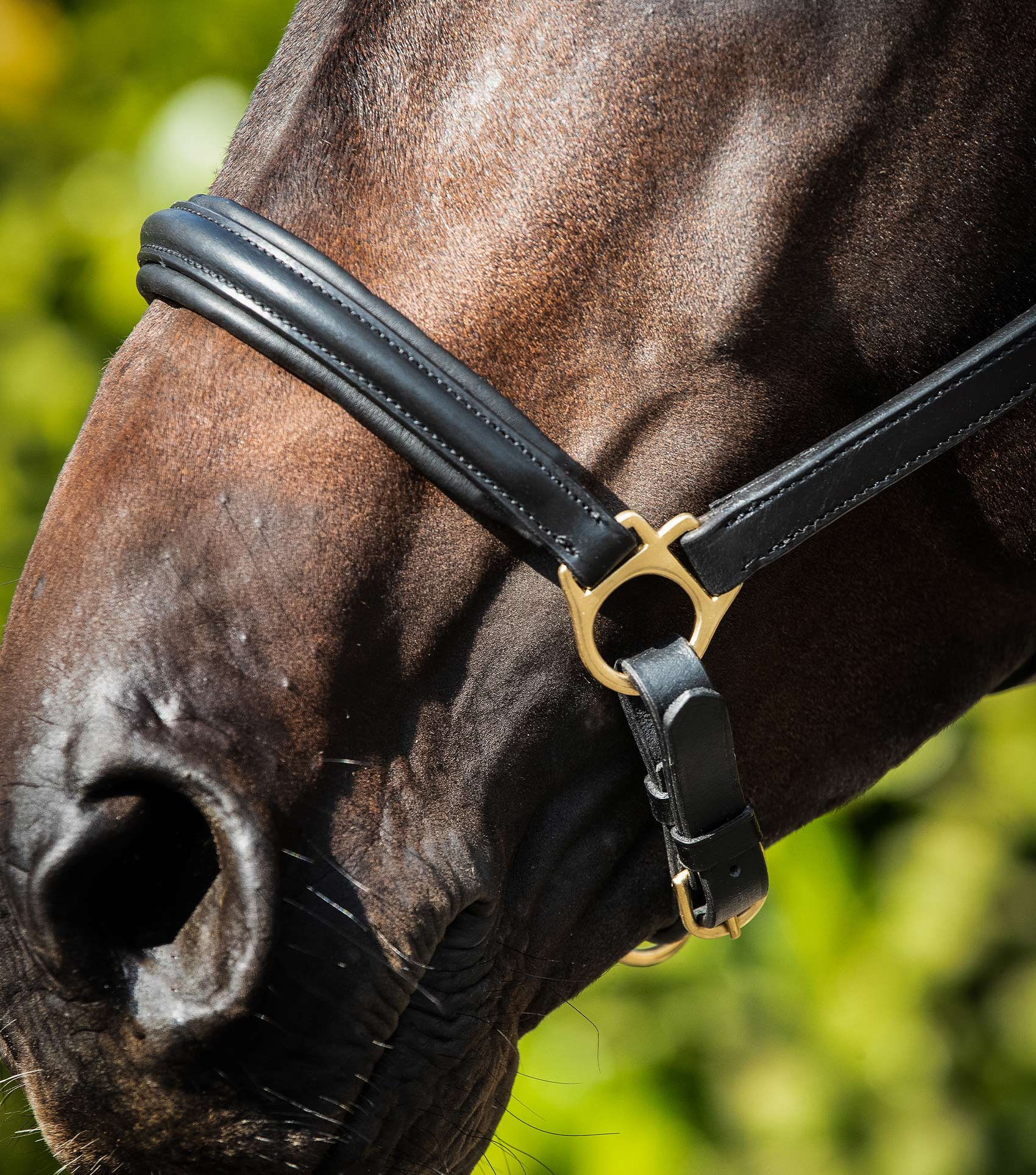 Rego Padded Leather Head Collar Black - Image 3